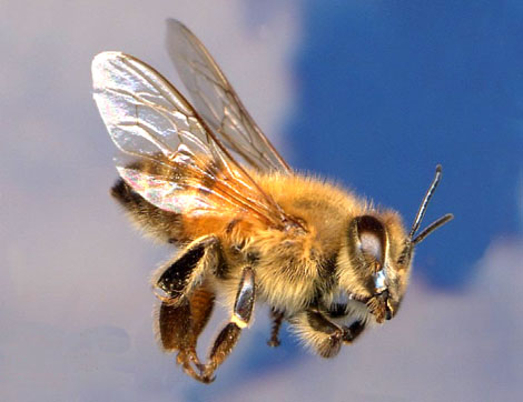 africanized honeybee