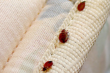 bed bugs on bed