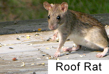 roof rat