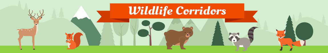 habitat-connectivity-and-wildlife-movement-corridors