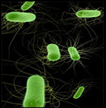 Total coliform bacteria