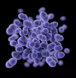 enterococcus bac