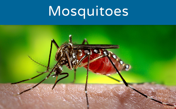 Vector Control and Mosquito Abatement Program 