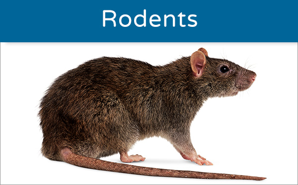 Plague Information - Prevent and Control Rats