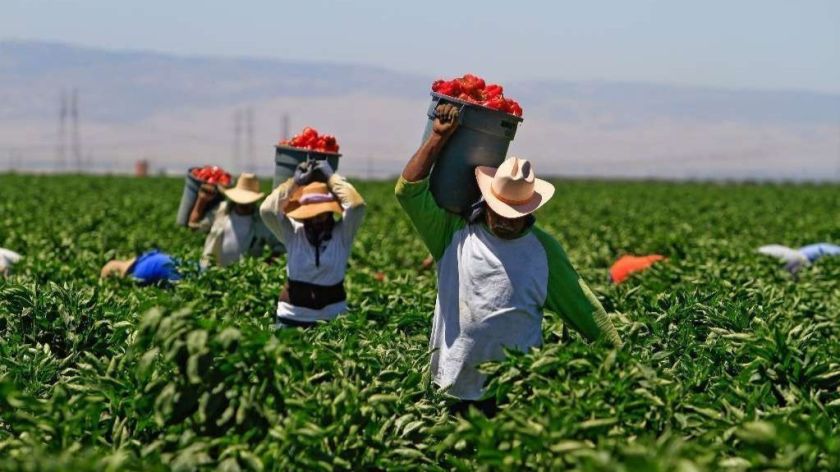Image of farmworkers harvesting crops in a field.
